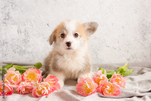 very cute Welsh Corgi puppy and a vase with tulips on a light background, calendar. large collection of Welsh Corgi puppies in the portfolio