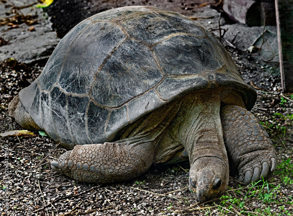 Fototapeta premium Galapagos tortoise on the ground. 