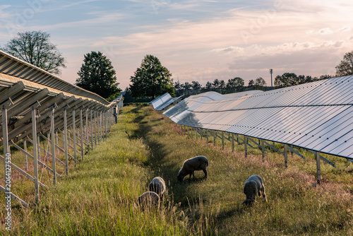 Konstfotografi Agrivoltaics concept with sheep grazing under solar panels on a green field, sustainable renewable energy and eco friendly farming integration at sunset, Germany