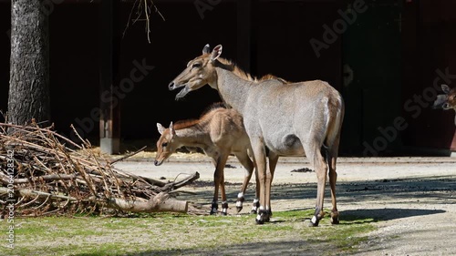 The nilgai or blue cow. Boselaphus tragocamelus is the largest Asian antelope and is endemic to the Indian subcontinent.
