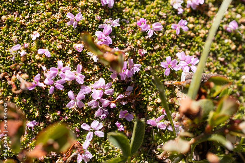 Obraz premium Purple Alpine Flowers Blooming on a Mountain Slope