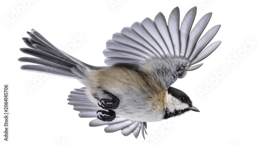 Cuadro en lienzo Black-capped chickadee bird in flight with wings spread
