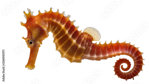 Foto Orange seahorse with curled tail and spiky dorsal fin