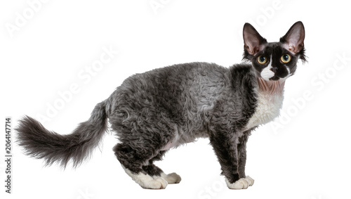 Foto Devon Rex cat with curly grey and white fur