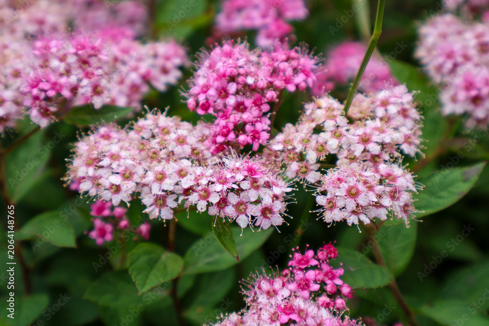Obraz premium Vibrant pink meadowsweet flowers in bloom Spiraea japonica bush inflorescence detailed textures of summer garden floral background nature photography. .