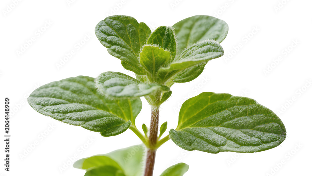 Fototapeta premium Fresh green oregano herb plant sprig with textured leaves