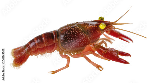 Φωτογραφία Red crayfish with yellow eyes and claws