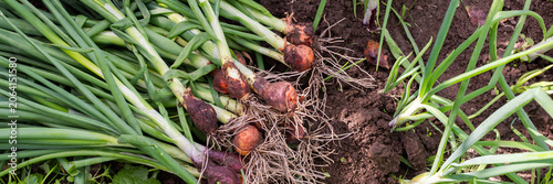 Konstfotografi Green onions are freshly harvested from the garden