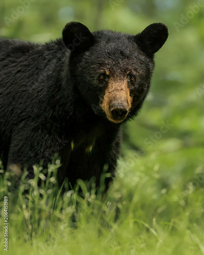 Beautiful Female Black Bear Natural Habitat 