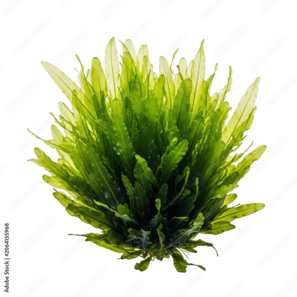 Fototapeta premium Vibrant, lush aquatic plant, translucent wavy leaves, glowing green tips, dark green base, fine veins, isolated on transparent background with copy space, macro, photorealistic. Concept of natural