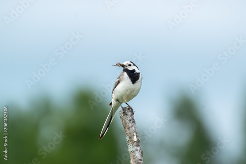 Fotografia Close up of a white wagtail bird on a wooden stick