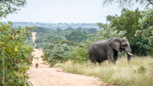 African bush elephant and spotted hyena on safari road in Greater Kruger National park, South Africa ; Specie Loxodonta africana family of Elephantidae
