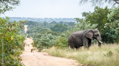 African bush elephant and spotted hyena on safari road in Greater Kruger National park, South Africa ; Specie Loxodonta africana family of Elephantidae