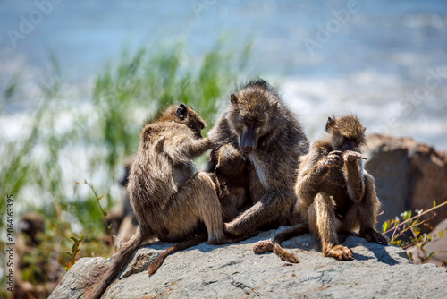 Photos Chacma baboon famliy sitted on a rock with river background in greater  Kruger N