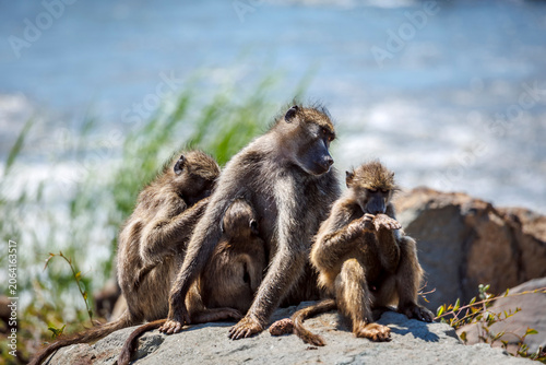 Schilderij op canvas Chacma baboon famliy sitted on a rock with river background in greater  Kruger N