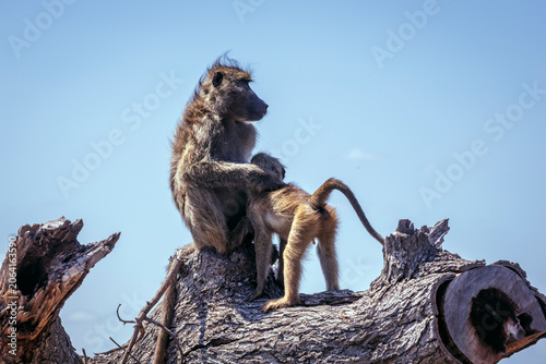 Canvas Print Chacma baboon female bonding isolated in blue background in greater  Kruger Nati