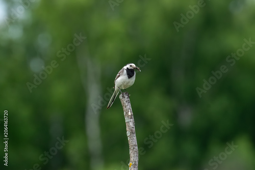 Canvas-taulu White wagtail bird perched on a dry wooden branch