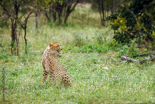 Cheetah seated in flowering grass in Greater Kruger national park, South Africa ; Specie Acinonyx jubatus family of Felidae