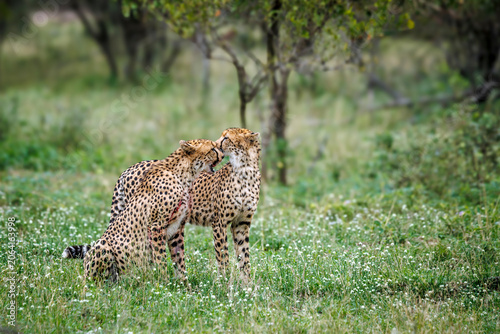 Cheetah couple seated and grooming each other in flowering grass in Greater Kruger national park, South Africa ; Specie Acinonyx jubatus family of Felidae