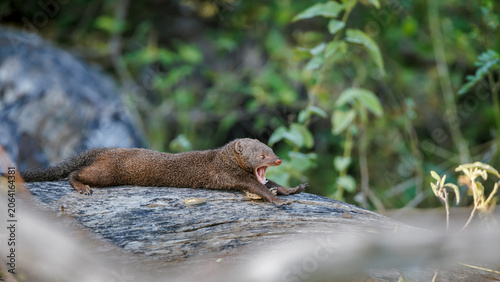 Foto Common dwarf mongoose lying down and yawning on a log in Greater Kruger National