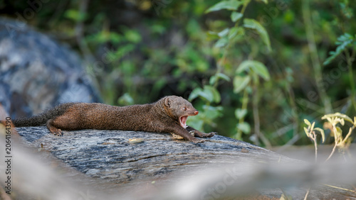 Foto Common dwarf mongoose lying down and yawning on a log in Greater Kruger National