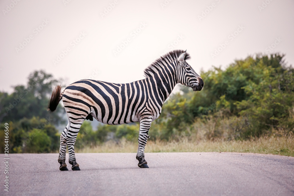 Obraz premium Plains zebra standing on a safari road in Greater Kruger National park, South Africa ; Specie Equus quagga burchellii family of Equidae
