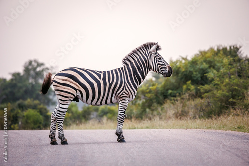 Foto Plains zebra standing on a safari road in Greater Kruger National park, South Af