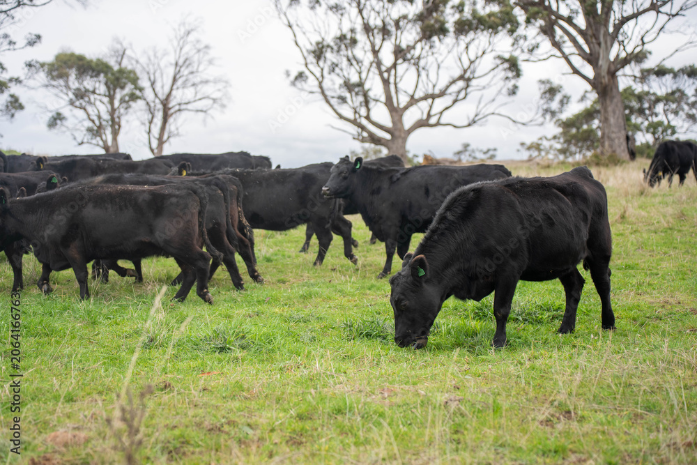 Fototapeta premium Black Angus cattle herd grazing on green pasture in an Australian bush paddock
