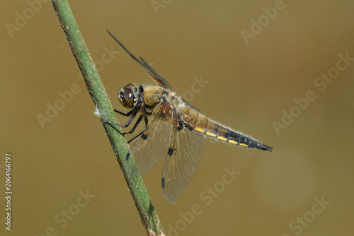 Obraz na plátně Four-spotted chaser dragonfly (Libellula quadrimaculata) perched on a green plan
