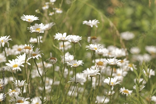 Εκτύπωση καμβά A blooming Leucanthemum vulgarein a summer garden