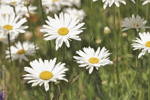 Tableau sur toile A blooming Leucanthemum vulgarein a summer garden