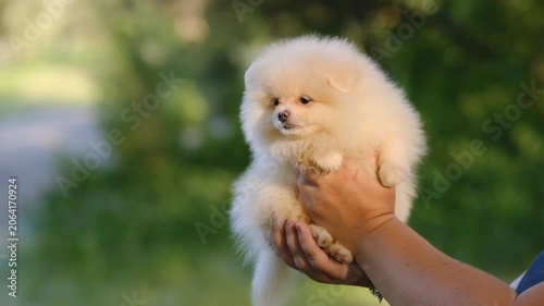 Cute cream Pomeranian spitz puppy portrait held in human hands outdoors on a green grass background.