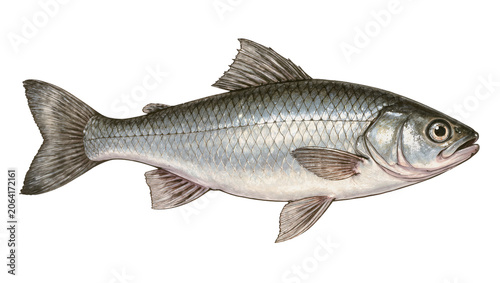 Photos Silver fish with scales and fins, side view