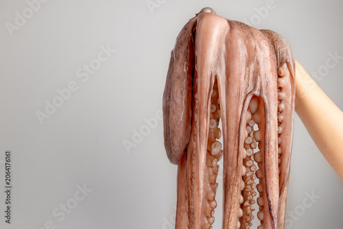 Photos Hand holding freshly caught raw octopus with visible tentacles and suckers on wh