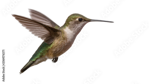 Vászonkép Hummingbird with green iridescent feathers and spread wings in flight