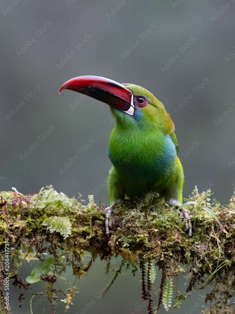 Obraz premium Crimson-rumped Toucanet Perched on Mossy Branch in Cloud Forest