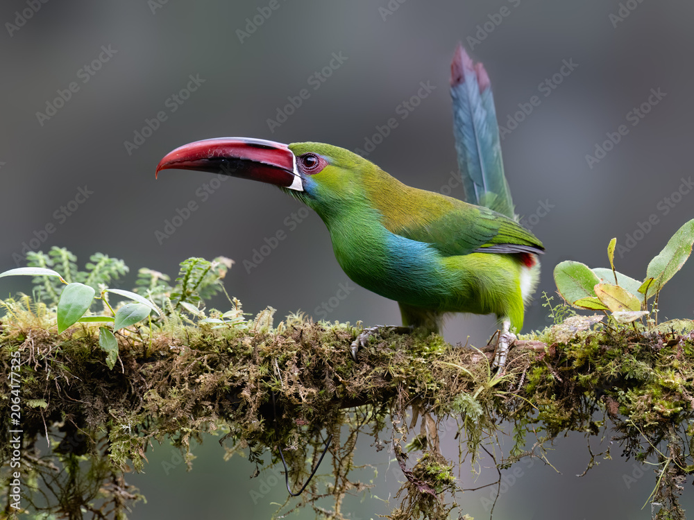 Fototapeta premium Crimson-rumped Toucanet Perched on Mossy Branch in Cloud Forest