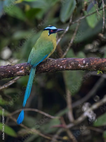 Andean Motmot Perched on Mossy Branch in Cloud Forest