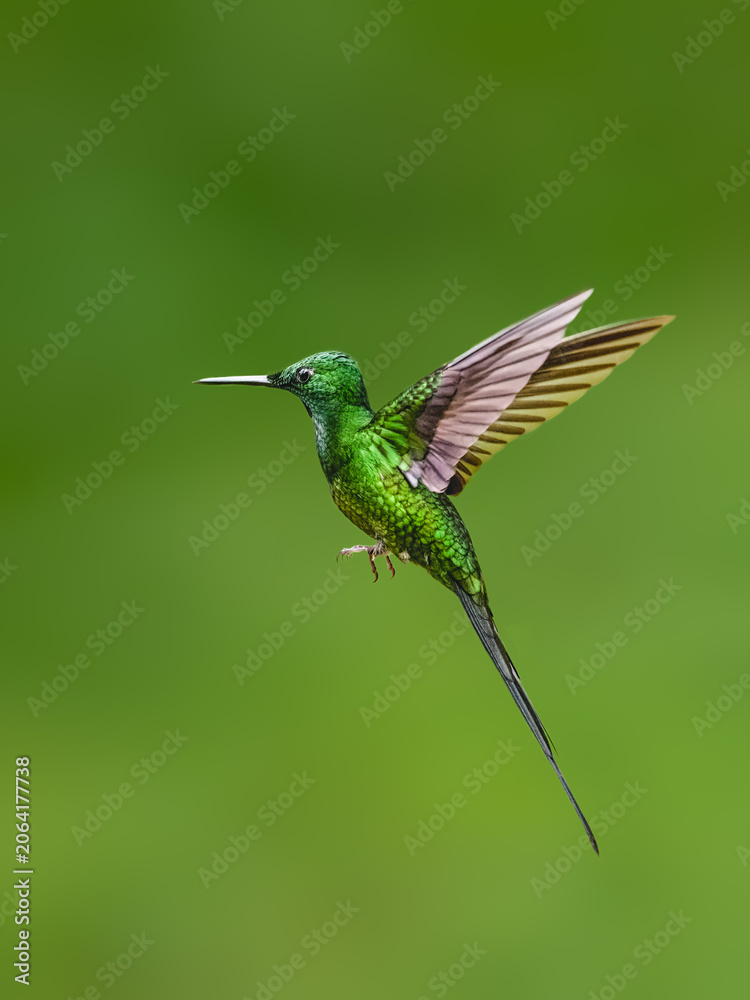 Obraz premium Empress Brilliant Hummingbird Hovering in Flight Against Green Background