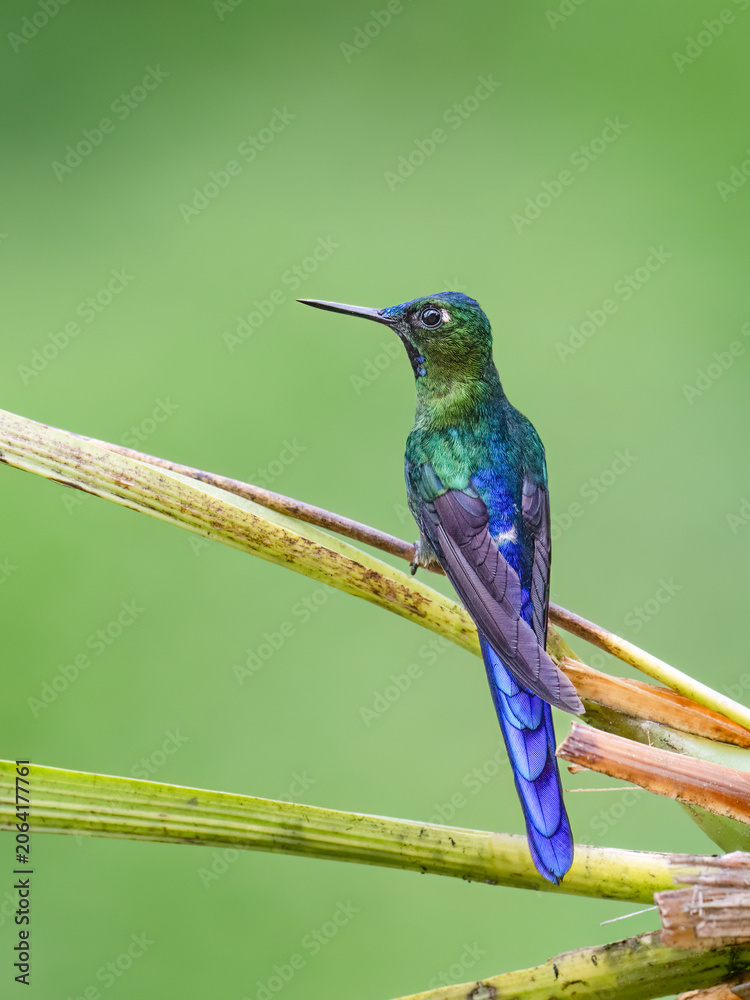 Obraz premium Male Long-tailed Sylph Hummingbird Perched on Branch in Cloud Forest