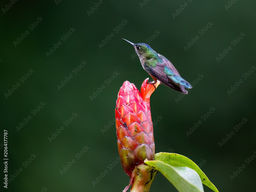 Obraz premium Female Long-tailed Sylph Hovering and Feeding on Red Ginger Flower