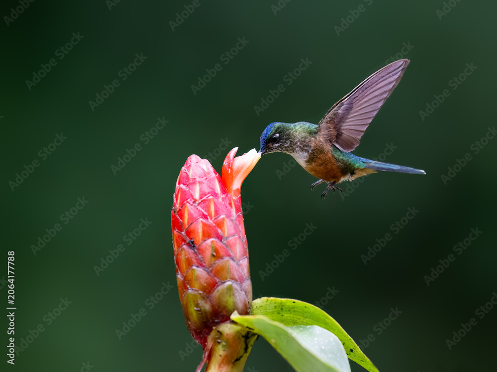 Obraz premium Female Long-tailed Sylph Hovering and Feeding on Red Ginger Flower