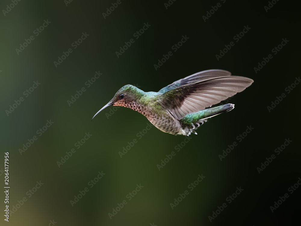 Obraz premium Female White-necked Jacobin Hummingbird Hovering Against Dark Background