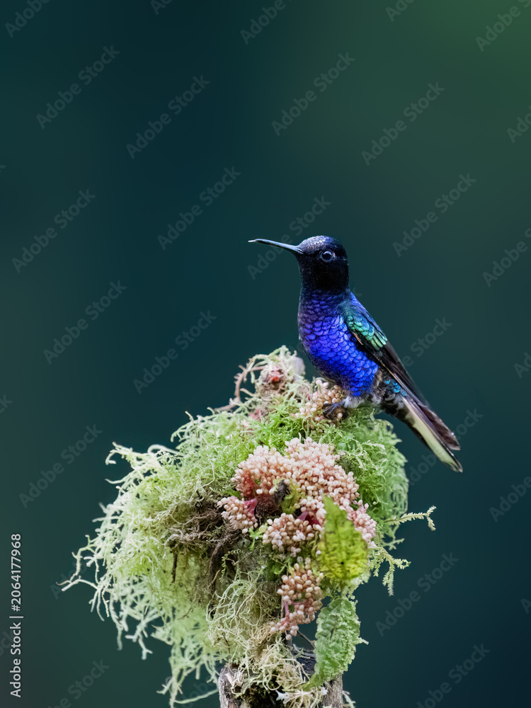 Obraz premium Male Velvet-purple Coronet Hummingbird Perched on Mossy Branch