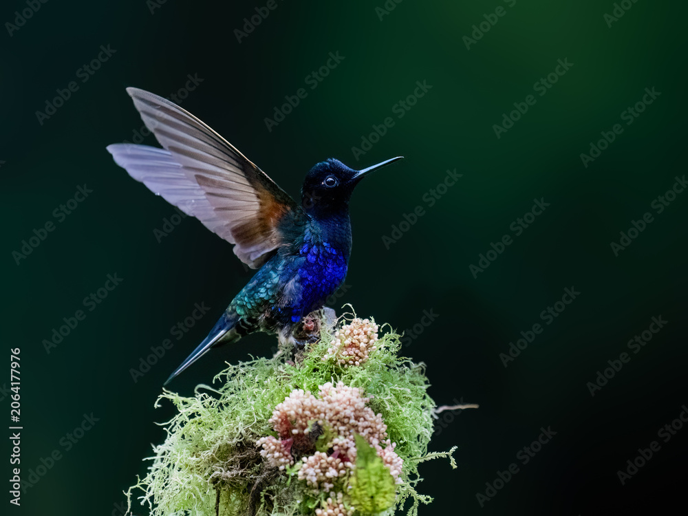 Obraz premium Velvet-purple Coronet Hummingbird Spreading Wings on Mossy Branch