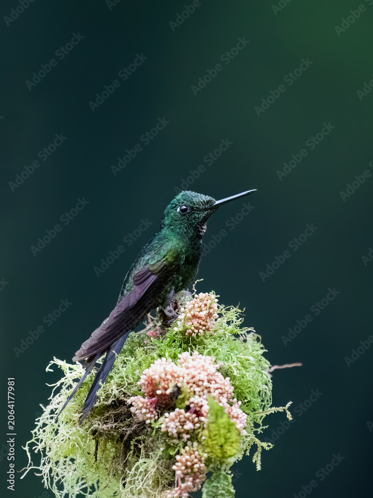 Obraz premium Empress Brilliant Hummingbird Perching On Mossy Branch In Cloud Forest