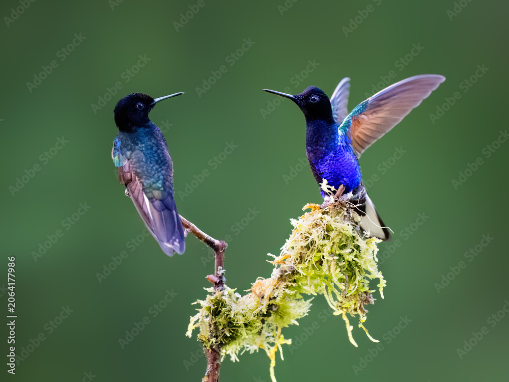 Obraz premium Pair of Velvet-purple Coronet Hummingbirds Interacting on Mossy Branch