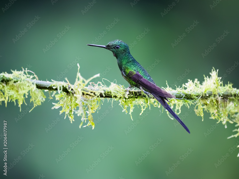 Obraz premium Empress Brilliant Hummingbird Perching On Mossy Branch In Cloud Forest