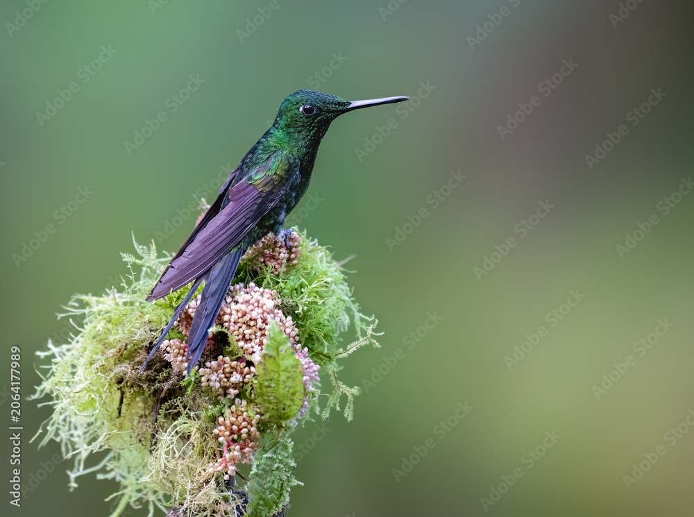 Obraz premium Empress Brilliant Hummingbird Perching On Mossy Branch In Cloud Forest