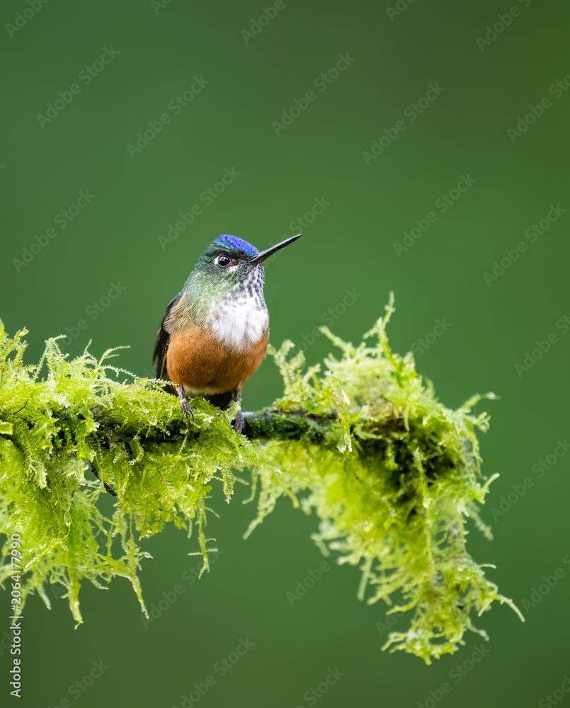 Obraz premium Female Violet-tailed Sylph Perched On Mossy Branch In Cloud Forest